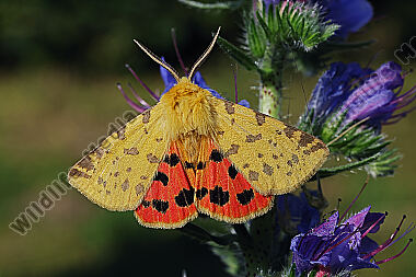 Purpurbär Männchen