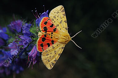 Purpurbär Männchen