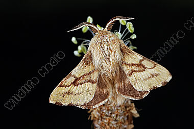 Wolfsmilch-Ringelspinner Männchen