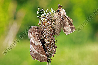 Wolfsmilch-Ringelspinner Pärchen