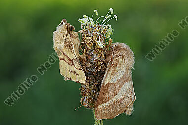 Wolfsmilch-Ringelspinner Pärchen