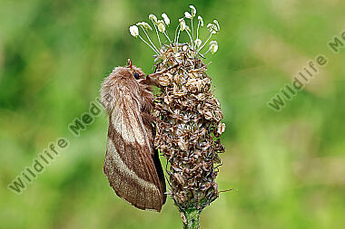 Wolfsmilch-Ringelspinner Weibchen