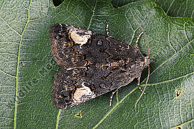 Zaunwinden-Trauereule