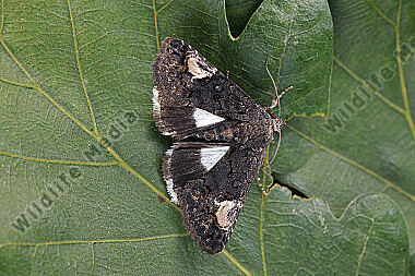 Zaunwinden-Trauereule