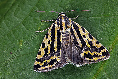 Ackerwinden-Bunteulchen