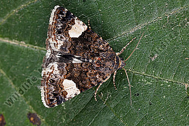 Ackerwinden-Trauereule