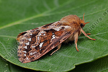 Adlerfarn-Wurzelbohrer