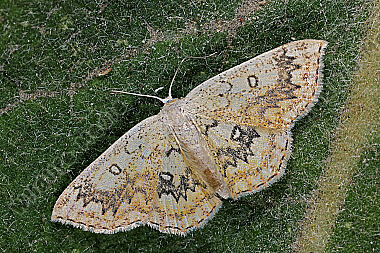 Ahorn-Gürtelpuppenspanner