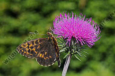 Alpen-Perlmuttfalter