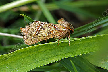 Ampfer-Wurzelbohrer Männchen