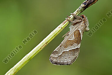 Ampfer-Wurzelbohrer Weibchen