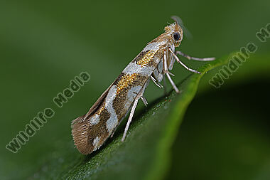 Kleinschmetterling Argyresthia goedartella