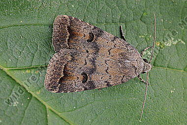 Eulenfalter Athetis furvula