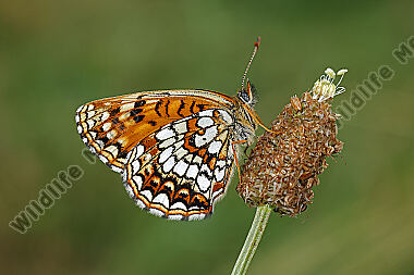 Baldrian-Scheckenfalter