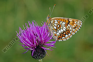 Baldrian-Scheckenfalter