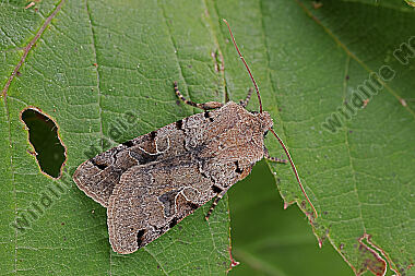 Basalfleck-Bodeneule