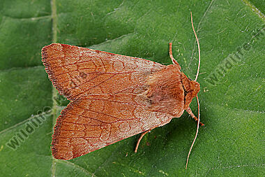 Bibernell-Trockenraseneule