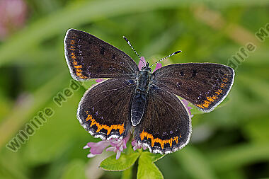 Blauschillernder Feuerfalter