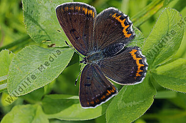 Blauschillernder Feuerfalter