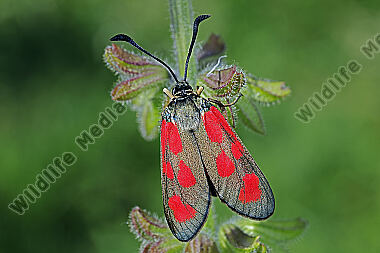 Beilfleck-Widderchen