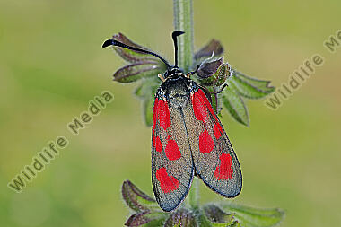 Beilfleck-Widderchen