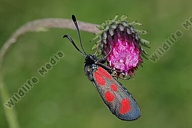 Beilfleck-Widderchen