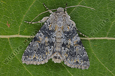 Blaugraue Alpen-Nelkeneule