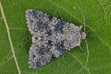Blaugraue Alpen-Nelkeneule
