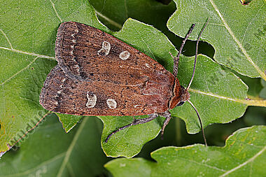 Braune Spätsommer-Bodeneule