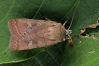 Braune Spätsommer-Bodeneule