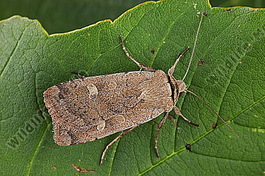 Braune Spätsommer-Bodeneule
