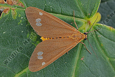 Braunfleckwidderchen