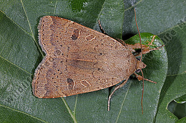 Breitflügelige Bandeule