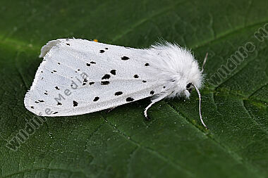 Breitflügeliger Fleckleibbär