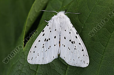 Breitflügeliger Fleckleibbär