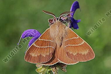 Brombeerspinner Männchen