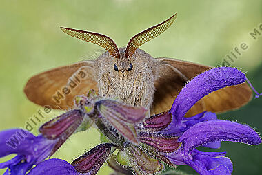 Brombeerspinner Männchen