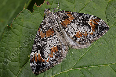 Buschhalden-Blattspanner