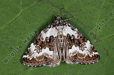 Buschrasen-Grasmotteneulchen