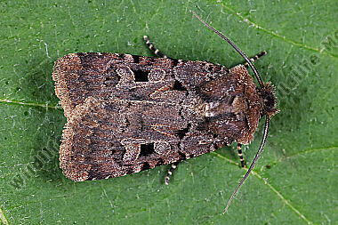 Chersotis rectangula