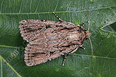 Dichagyris signifera