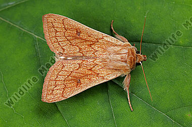 Dottergelbe Graseule