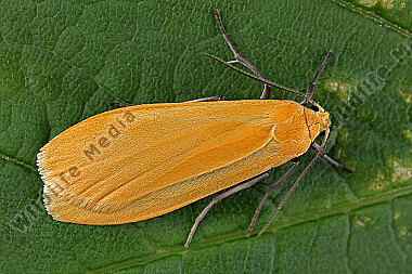 Dottergelbes Flechtenbärchen