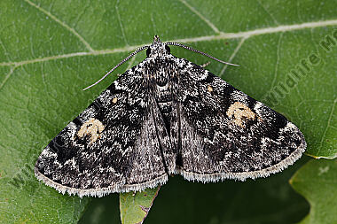 Dunkelbraune Spannereule