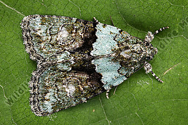 Dunkelgrüne Flechteneule