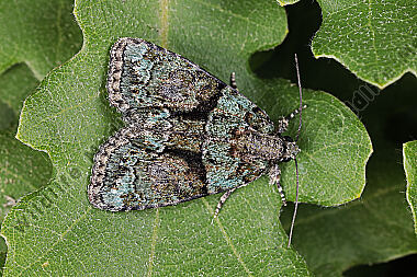 Dunkelgrüne Flechteneule