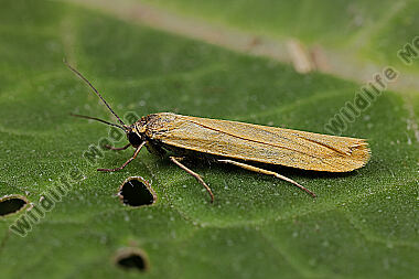 Dunkelstirniges Flechtenbärchen