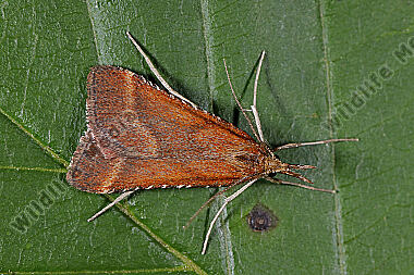 Dürrwiesen-Zünsler