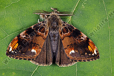 Eckfleck-Bürstenspinner Männchen