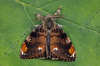 Eckfleck-Bürstenspinner Männchen